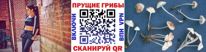 Псилоцибиновые грибы прущие грибы  Зеленогорск 
