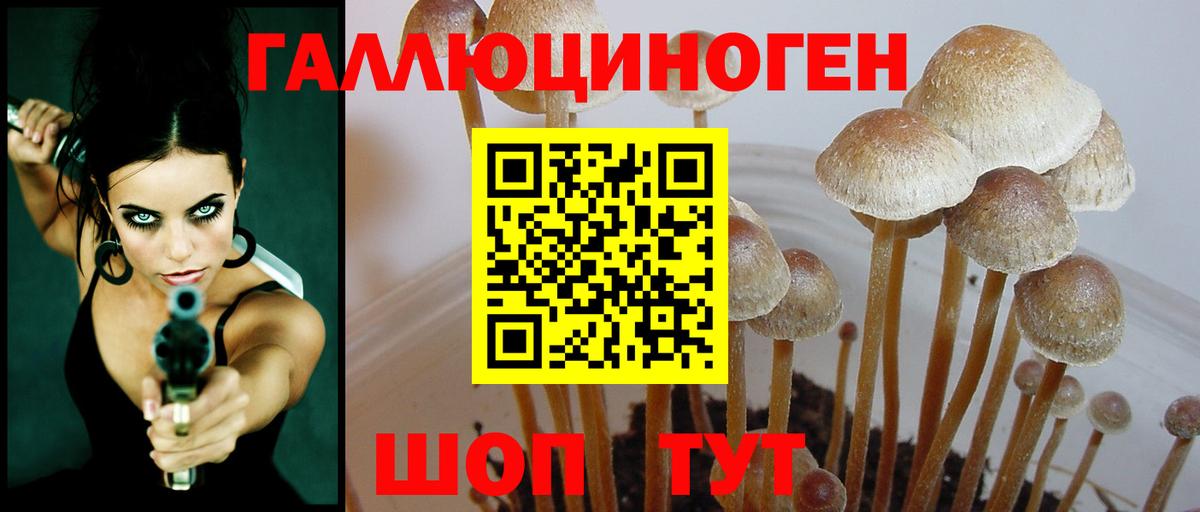 Псилоцибиновые грибы MAGIC MUSHROOMS  Вход с VPN  Зеленогорск 
